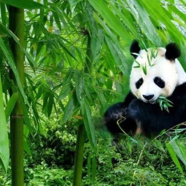云南曼歇甜龙竹笋竹苗几千量需要提前预订