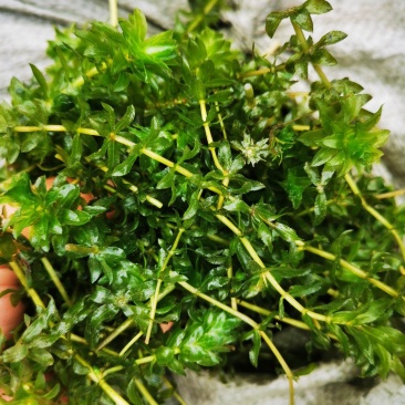 机割带根轮叶黑藻草苗灯笼泡节节高温沉水草虾蟹鱼养殖包快递