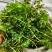 机割带根轮叶黑藻草苗灯笼泡节节高温沉水草虾蟹鱼养殖包快递