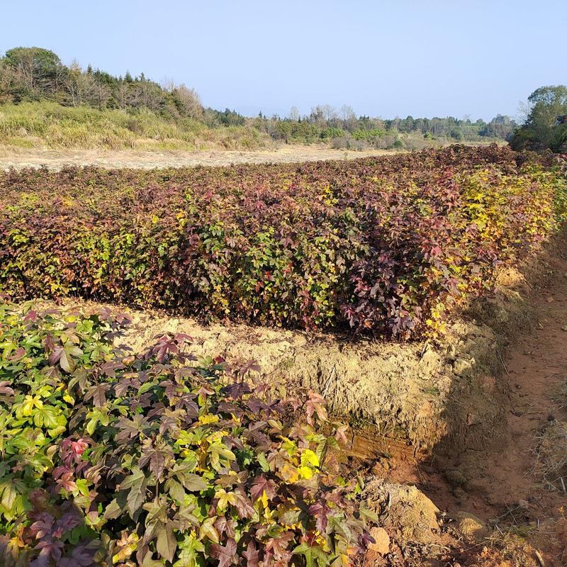 江西枫香树苗一年枫香苗枫香小苗价造林用苗枫香袋苗