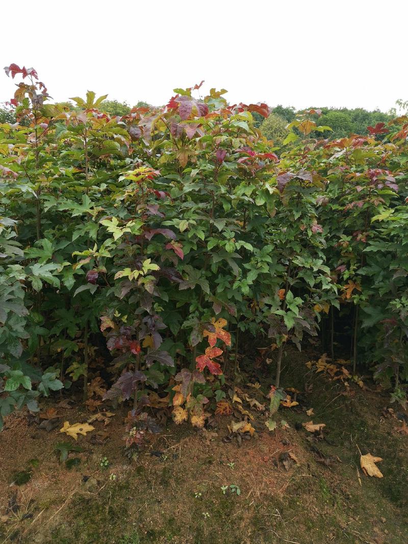 江西枫香树苗一年枫香苗枫香小苗价造林用苗枫香袋苗