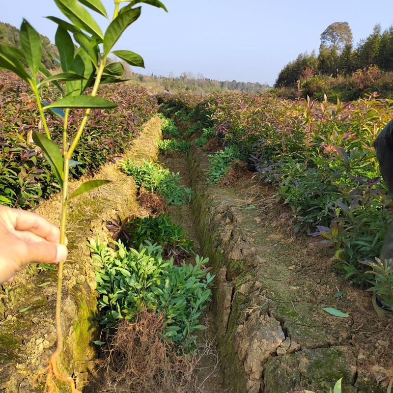 江西木荷苗木荷小苗江西木荷苗苗圃产地直销优选