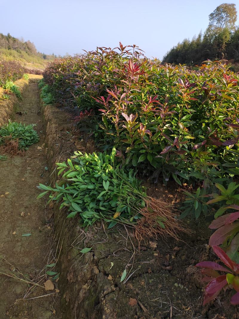 江西木荷苗木荷小苗江西木荷苗苗圃产地直销优选