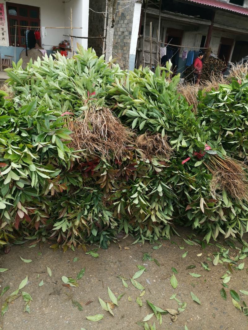 江西木荷苗木荷小苗江西木荷苗苗圃产地直销优选