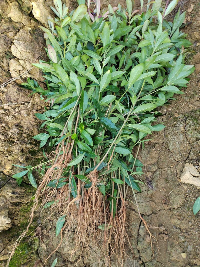 江西木荷苗木荷小苗江西木荷苗苗圃产地直销优选