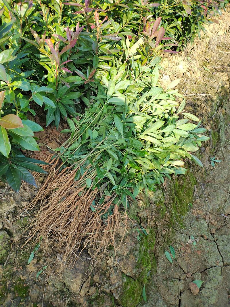 江西木荷苗木荷小苗江西木荷苗苗圃产地直销优选