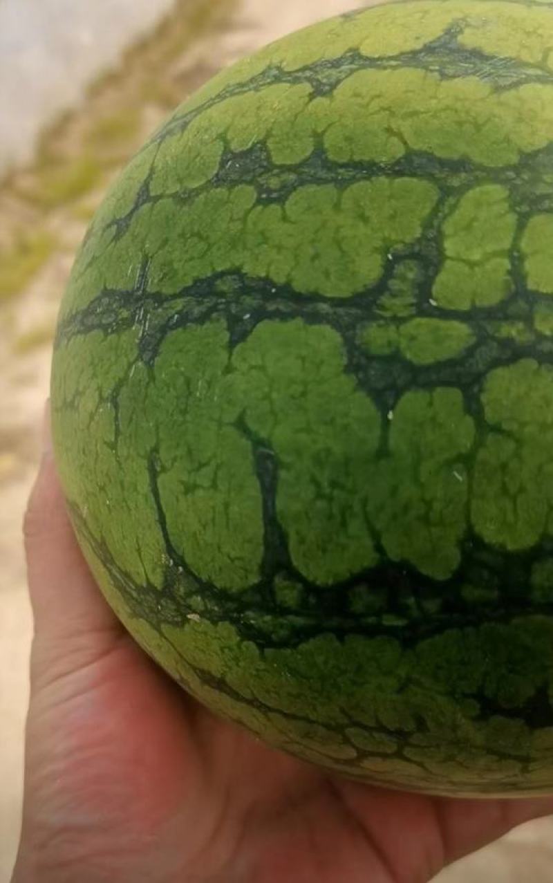 江苏东台精品特小凤西瓜皮薄脆甜专业代发