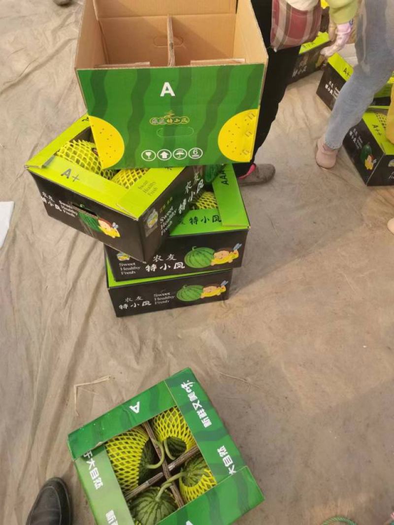 江苏东台精品特小凤西瓜皮薄脆甜专业代发