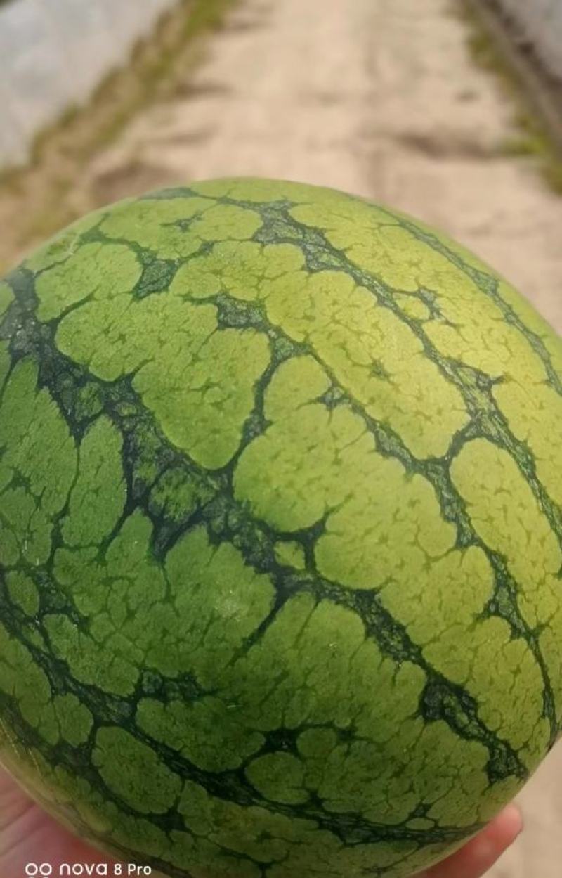 江苏东台精品特小凤西瓜皮薄脆甜专业代发