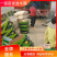 江苏东台精品特小凤西瓜皮薄脆甜专业代发
