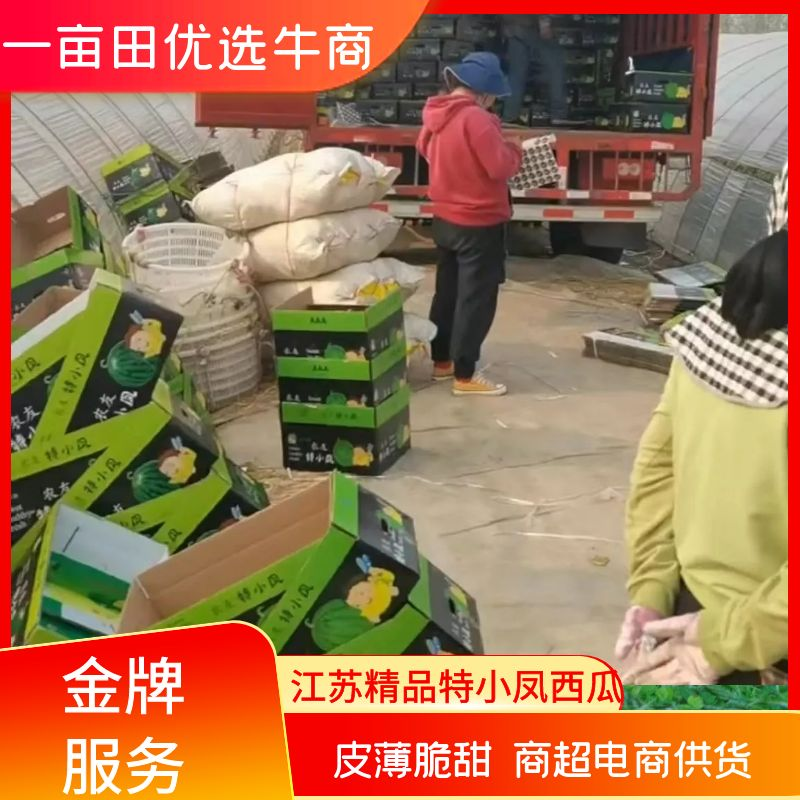 江苏东台精品特小凤西瓜皮薄脆甜专业代发