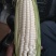 糯玉米