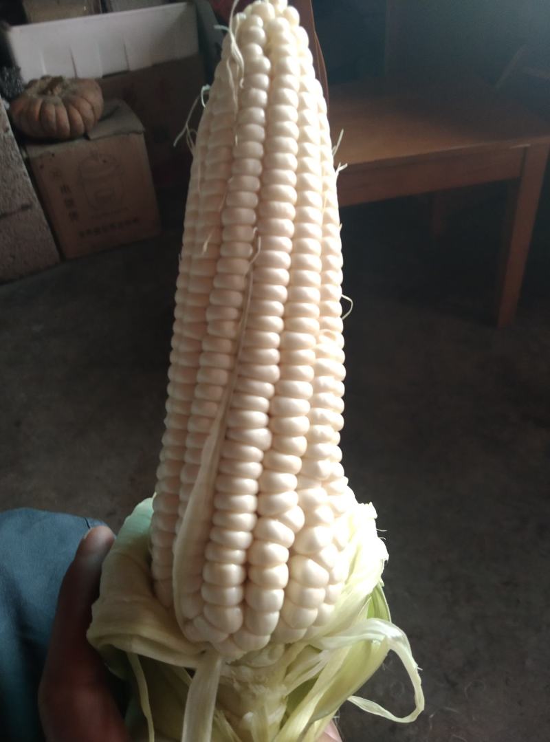 糯玉米