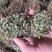 鸡骨草产地一手货源，新货足干够老水
