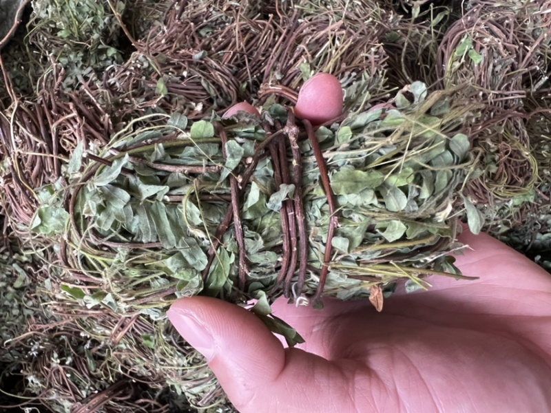 鸡骨草产地一手货源，新货足干够老水