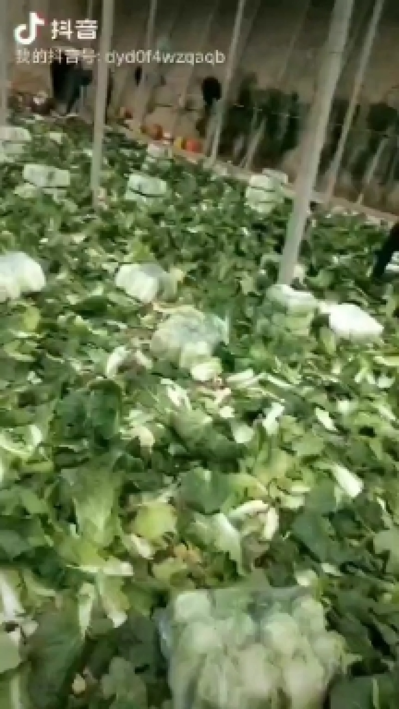 【热卖】甘肃张掖黄心娃娃菜大量有货欢迎咨询