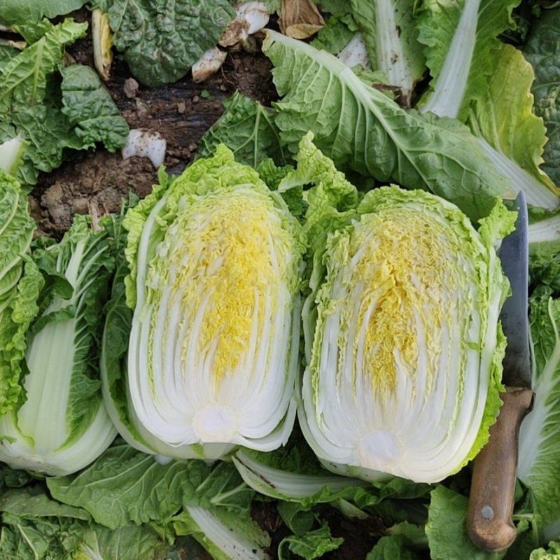 【热卖】甘肃张掖黄心娃娃菜大量有货欢迎咨询