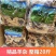 羊杂20斤羊杂碎羊杂火锅炒菜饭店食材商用批发