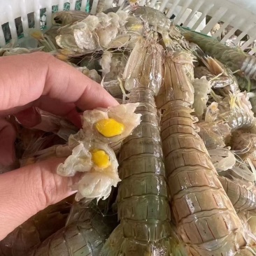 蟹钳