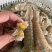 蟹钳