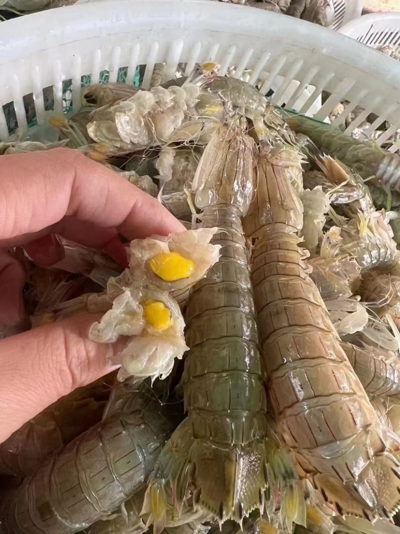 蟹钳