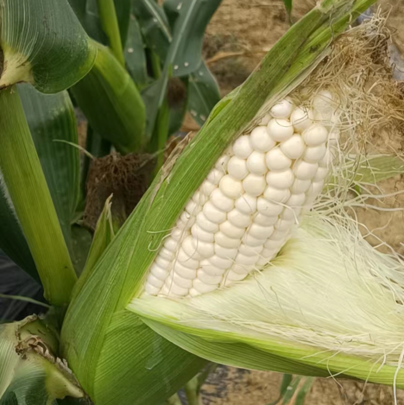 白甜糯玉米🌽