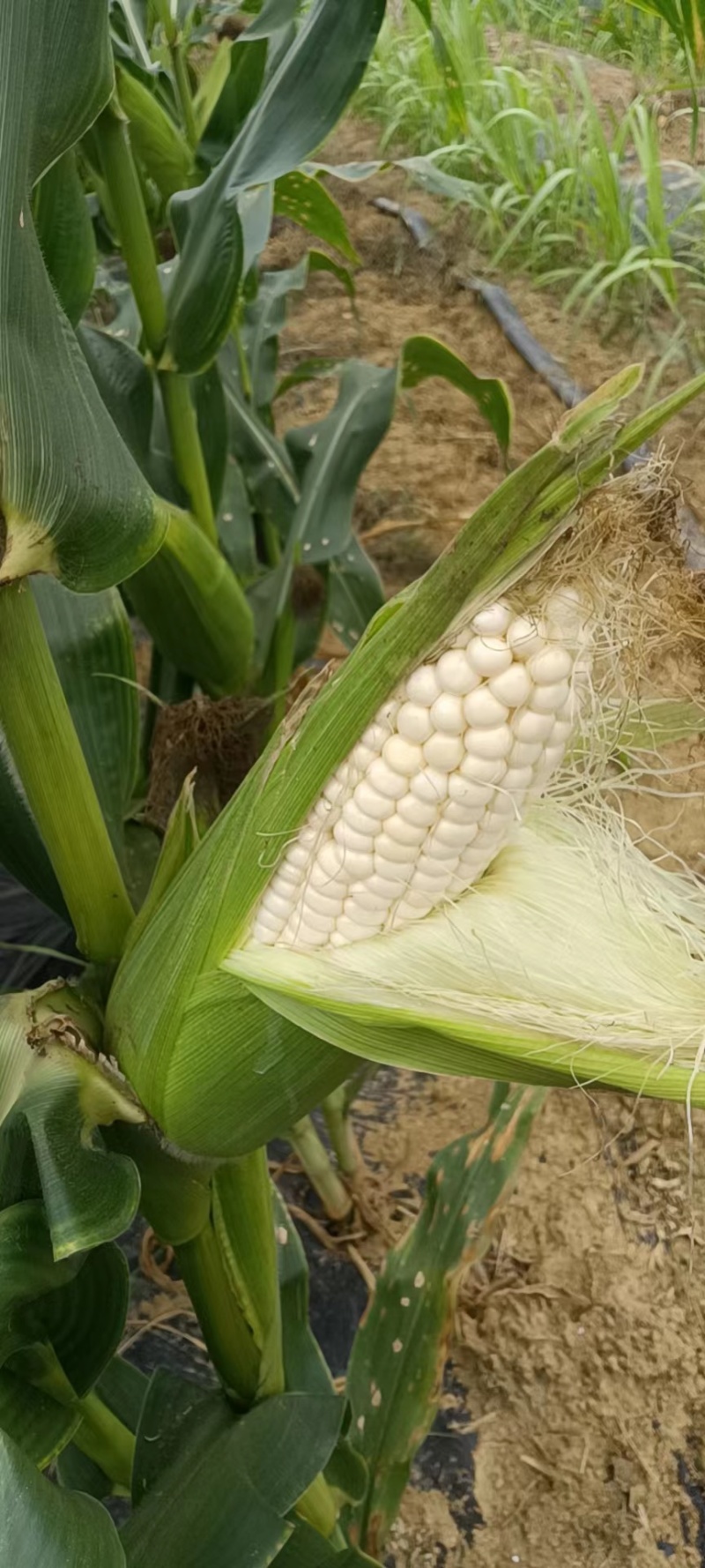 白甜糯玉米🌽