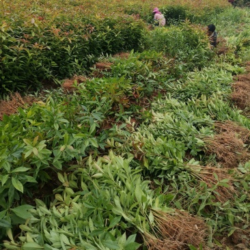木荷小苗自产自销木基地直销1-5公分木荷小苗欢迎咨询