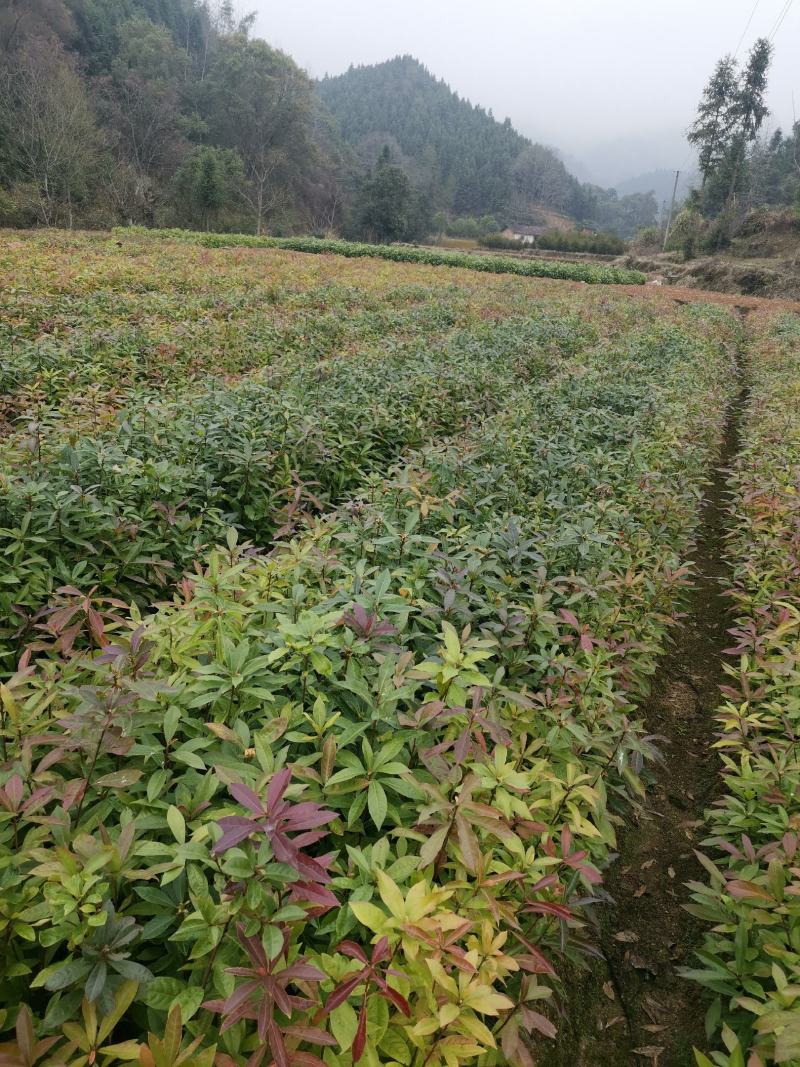木荷小苗自产自销木基地直销1-5公分木荷小苗欢迎咨询