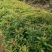 木荷小苗自产自销木基地直销1-5公分木荷小苗欢迎咨询