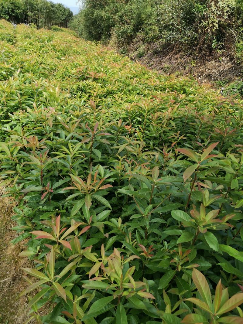 木荷小苗自产自销木基地直销1-5公分木荷小苗欢迎咨询