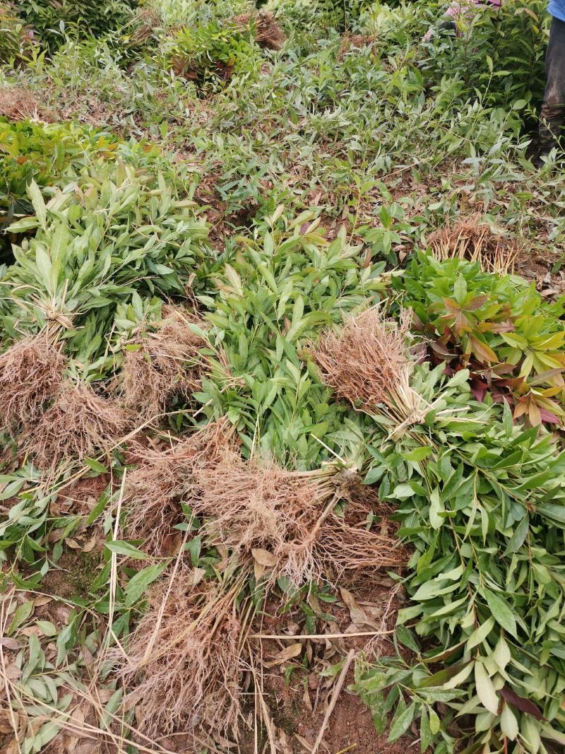 木荷小苗自产自销木基地直销1-5公分木荷小苗欢迎咨询