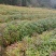 木荷小苗自产自销木基地直销1-5公分木荷小苗欢迎咨询