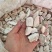 龙骨段龙骨龙骨块青龙骨白龙骨龙骨关节块龙骨腿块中药