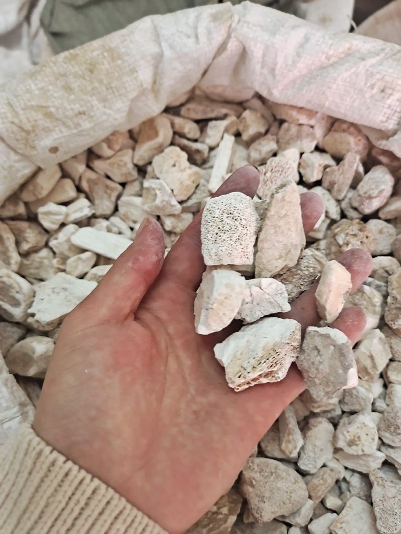 龙骨段龙骨龙骨块青龙骨白龙骨龙骨关节块龙骨腿块中药