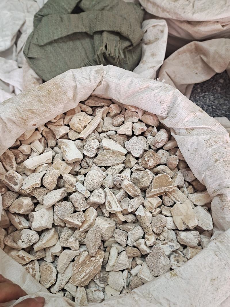 龙骨段龙骨龙骨块青龙骨白龙骨龙骨关节块龙骨腿块中药