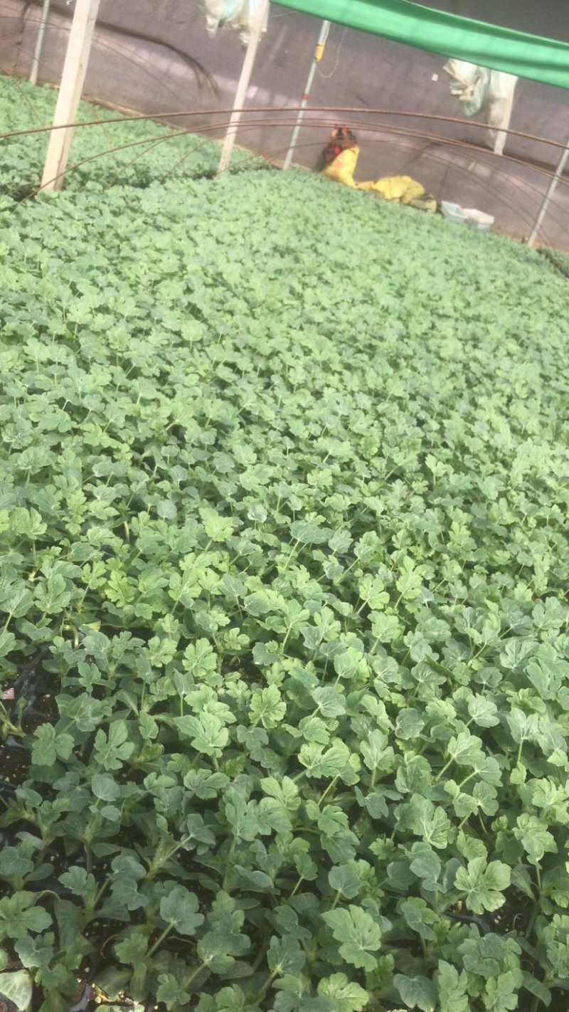 美都西瓜苗薇萌美都葫芦嫁接南瓜嫁接现货
