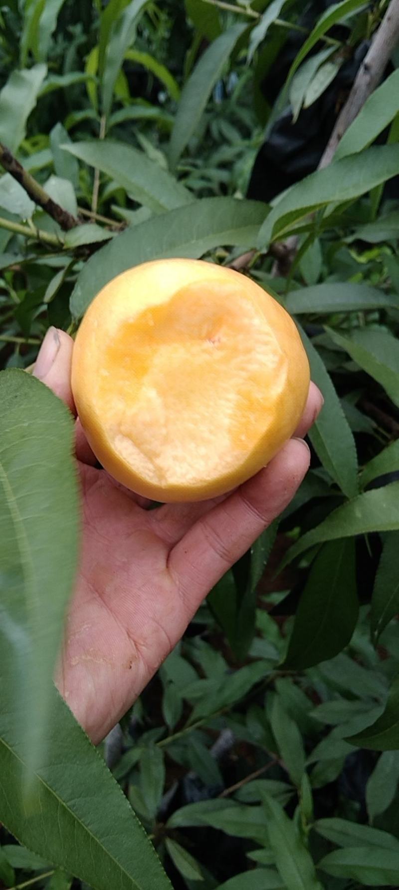 黄金油桃