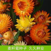 麦秆菊种子四季阳台盆栽观赏花卉庭院种植景观花种七彩蜡菊种