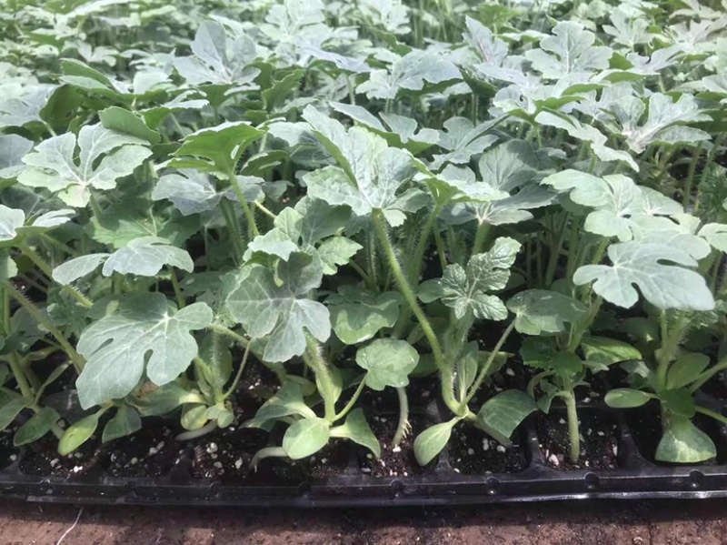 8424西瓜苗早佳84直根苗嫁接西瓜苗现货江浙沪皖一天到