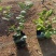 茉莉花福建漳浦茉莉花直供基地长期供应大小规格齐全
