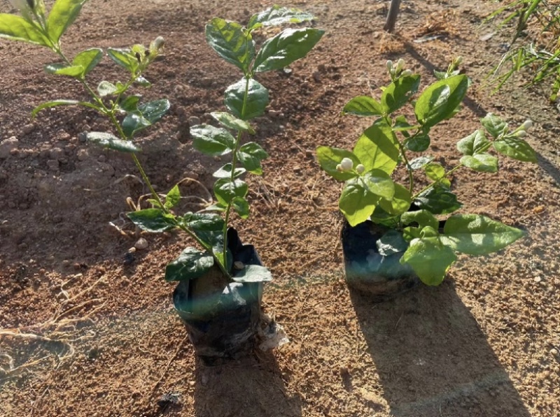茉莉花福建漳浦茉莉花直供基地长期供应大小规格齐全