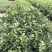 茉莉花福建漳浦茉莉花直供基地长期供应大小规格齐全