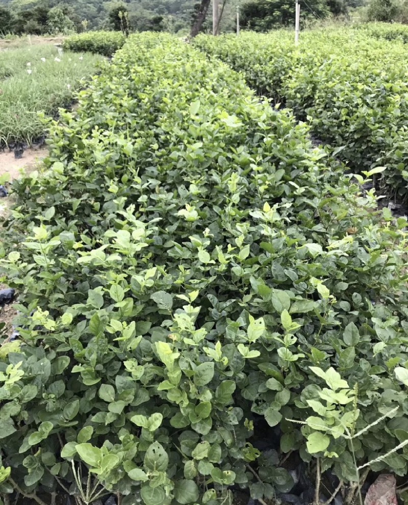 茉莉花福建漳浦茉莉花直供基地长期供应大小规格齐全