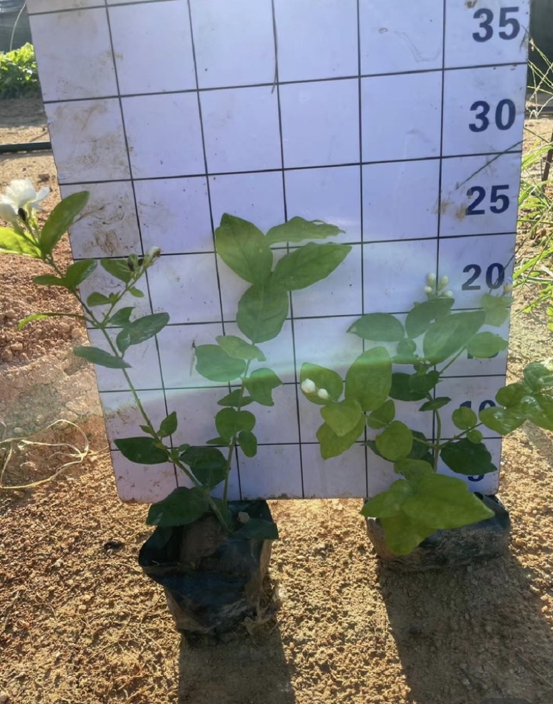 茉莉花福建漳浦茉莉花直供基地长期供应大小规格齐全