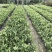 茉莉花福建漳浦茉莉花直供基地长期供应大小规格齐全