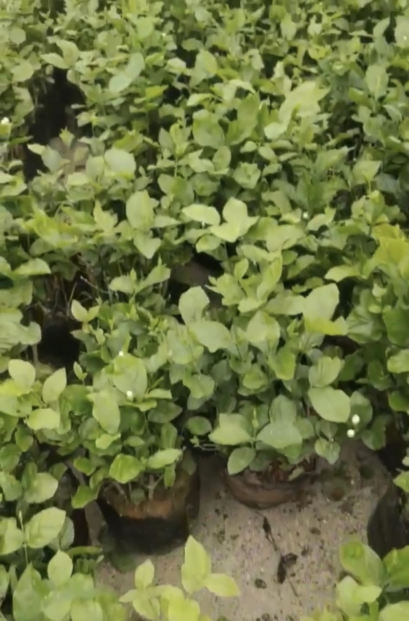 茉莉花福建漳浦茉莉花直供基地长期供应大小规格齐全