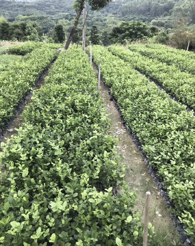 茉莉花福建漳浦茉莉花直供基地长期供应大小规格齐全
