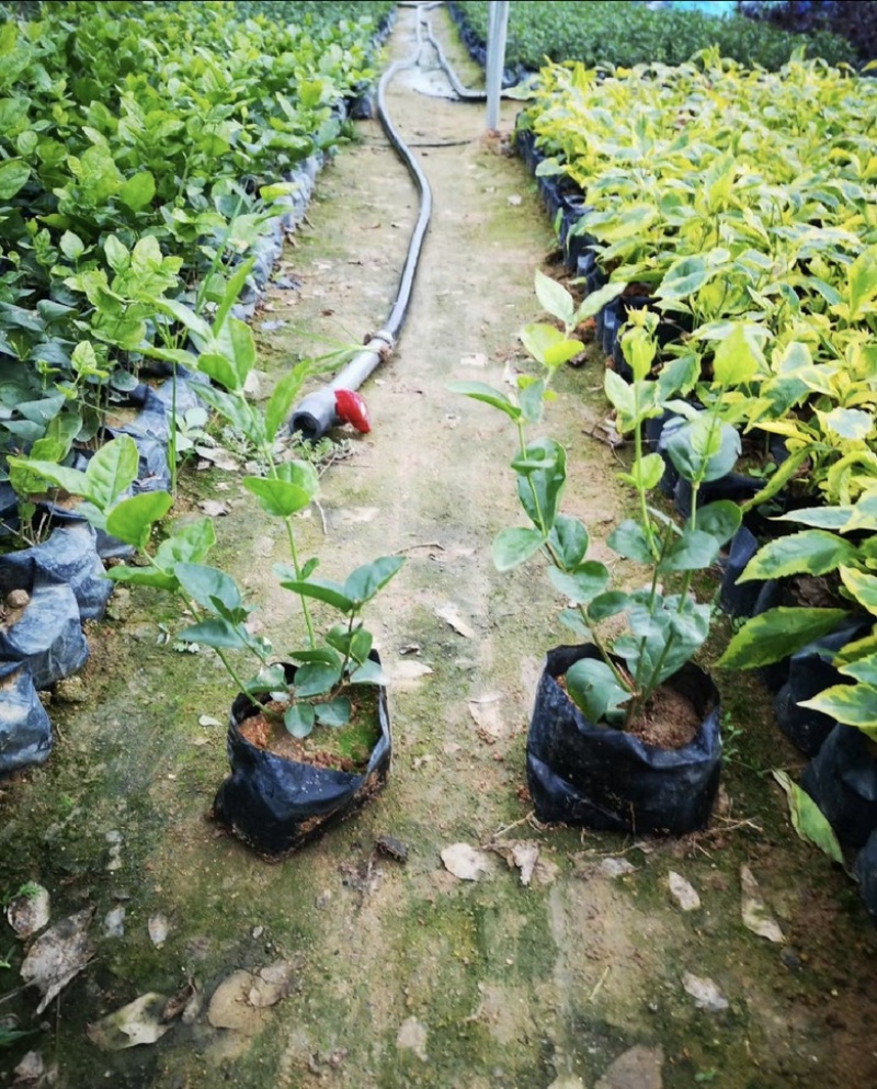 茉莉花福建漳浦茉莉花直供基地长期供应大小规格齐全