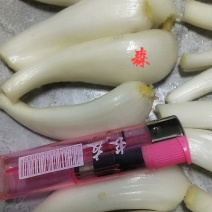 藠头四川宜宾南溪白衣藠头农家自种现挖现卖藠头